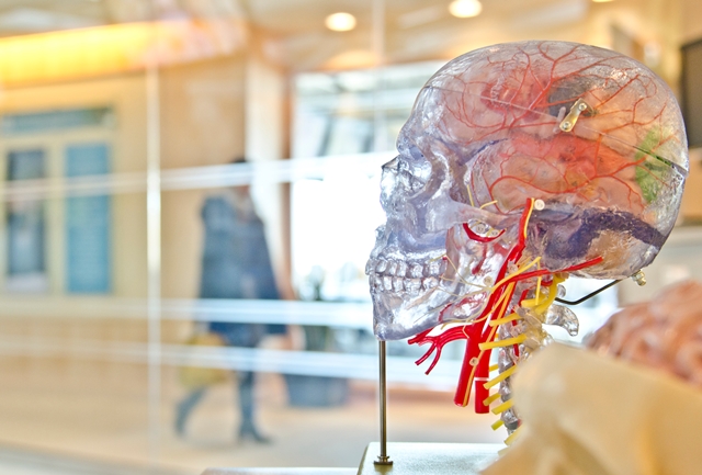 Neuromarketing: en la mente del consumidor